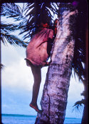 Wilcommen, No. 0049 Young Child Climbs Coconut Palm